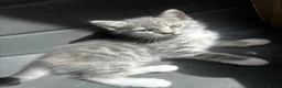 Russian Blue cats for sale: Four beautiful kittens 💛 - Advert 3