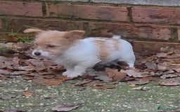 Jack Russell dogs for sale: Lovely Rough Coated Small Jack Russells  - Advert 8