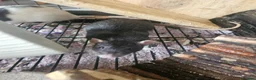 Rat rodents for sale: 4 female rats for adoption  - Advert 3