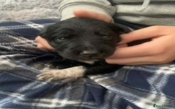 Mixed Breed dogs for sale: Puppies for sale - Image 16