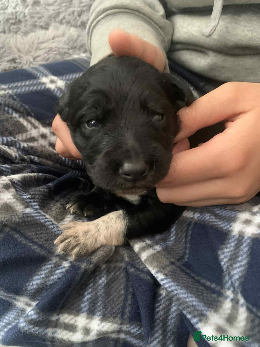 Mixed Breed dogs for sale: Puppies for sale - Image 16