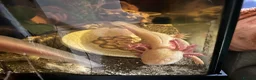 Axolotl reptiles for sale: Copper Axolotl babies For Sale - Advert 10