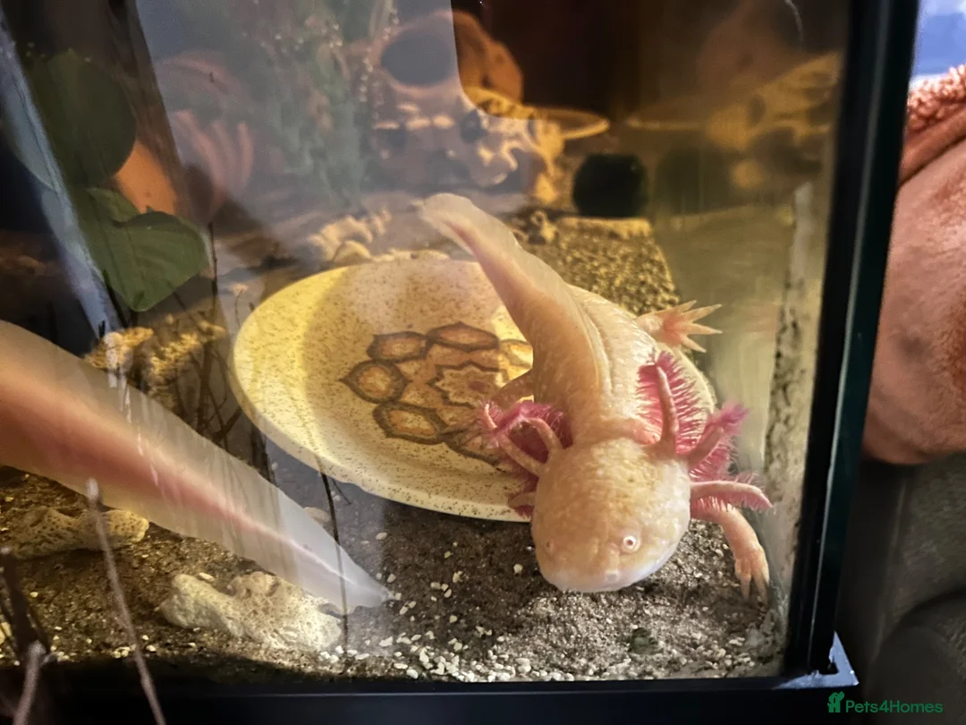 Axolotl reptiles for sale: Copper Axolotl babies For Sale - Advert 10