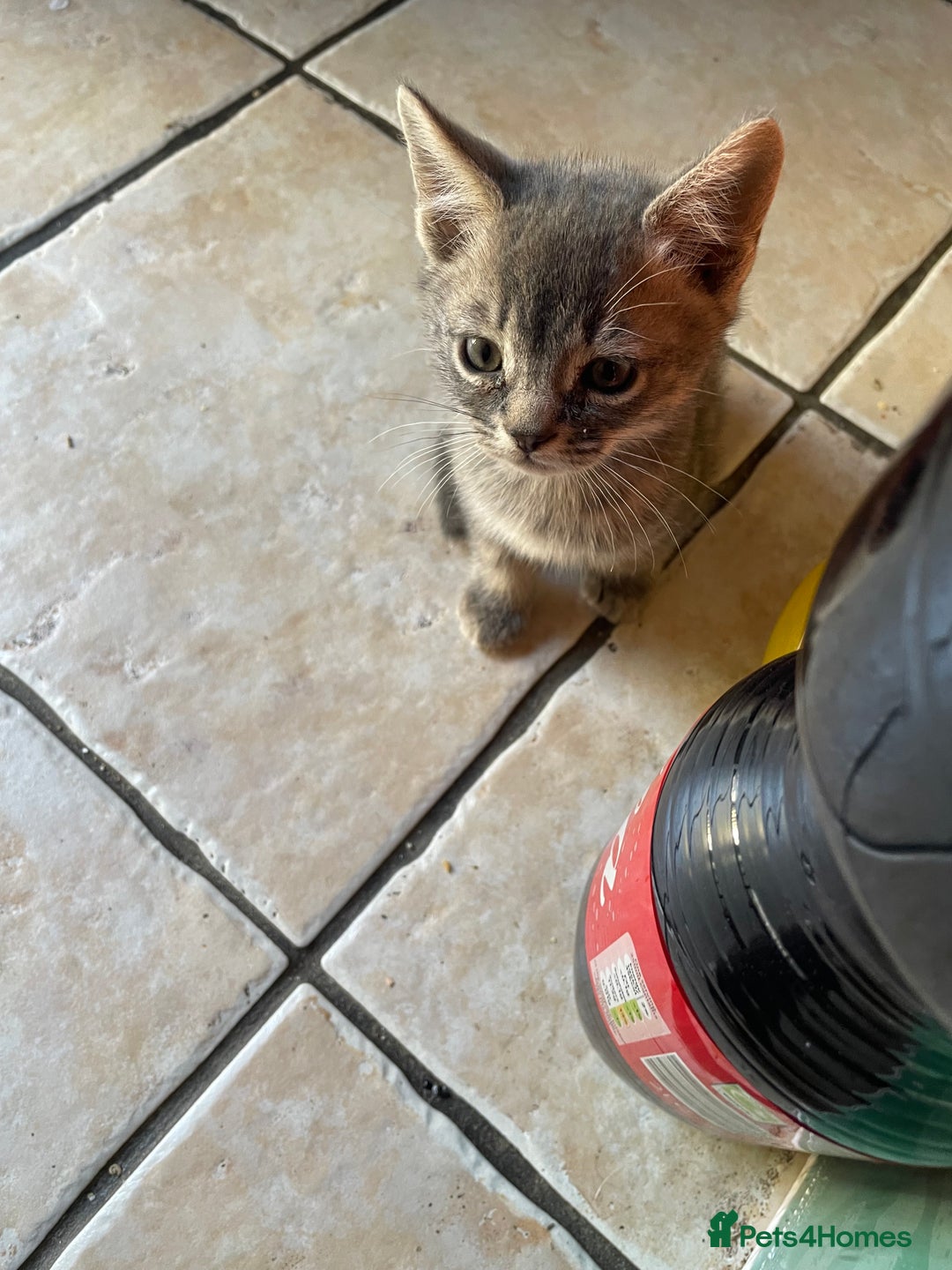 Domestic Shorthair cats for sale: 6 beautiful kittens for sale!!  - Image 9