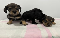 Mixed Breed dogs for sale: READY 1 WEEK SCHNOXIES (MINI DAXI X MINISCHNAUZER) - Image 5