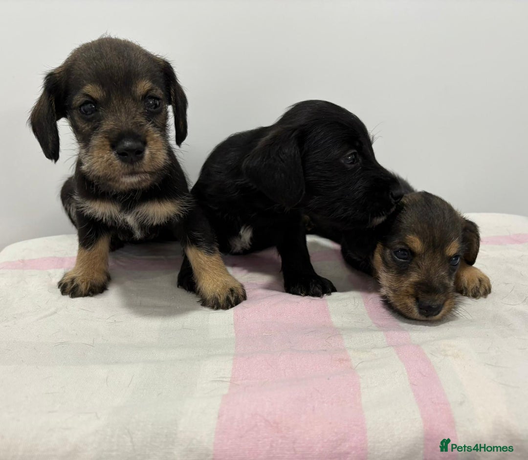 Mixed Breed dogs for sale: READY 1 WEEK SCHNOXIES (MINI DAXI X MINISCHNAUZER) - Image 5