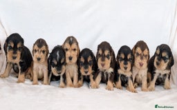 Cocker Spaniel dogs for sale: Stunning Show Cocker Spaniel puppies - Image 6