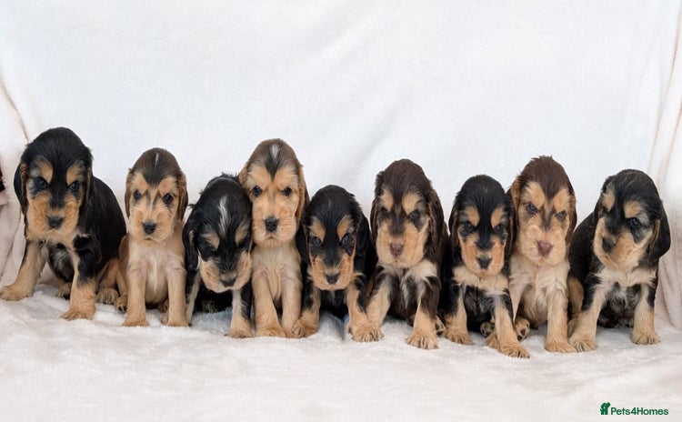 Cocker Spaniel dogs - Advert 1