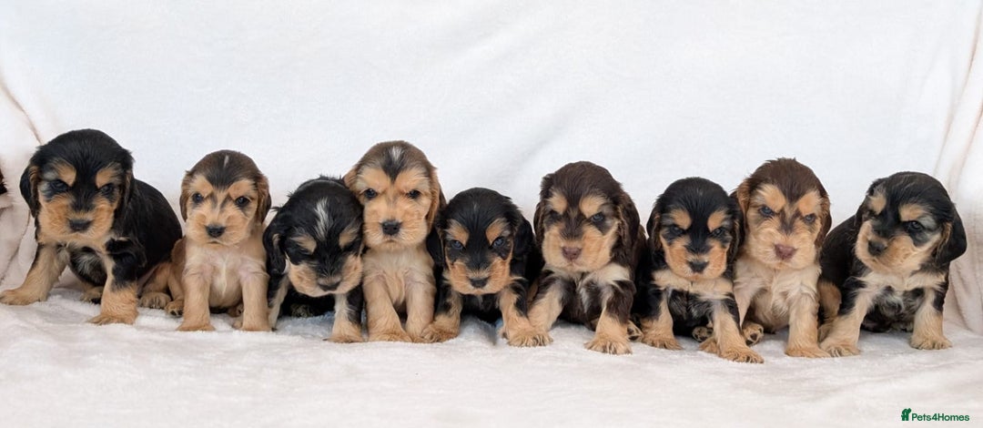 Cocker Spaniel dogs for sale: Stunning Show Cocker Spaniel puppies - Image 6