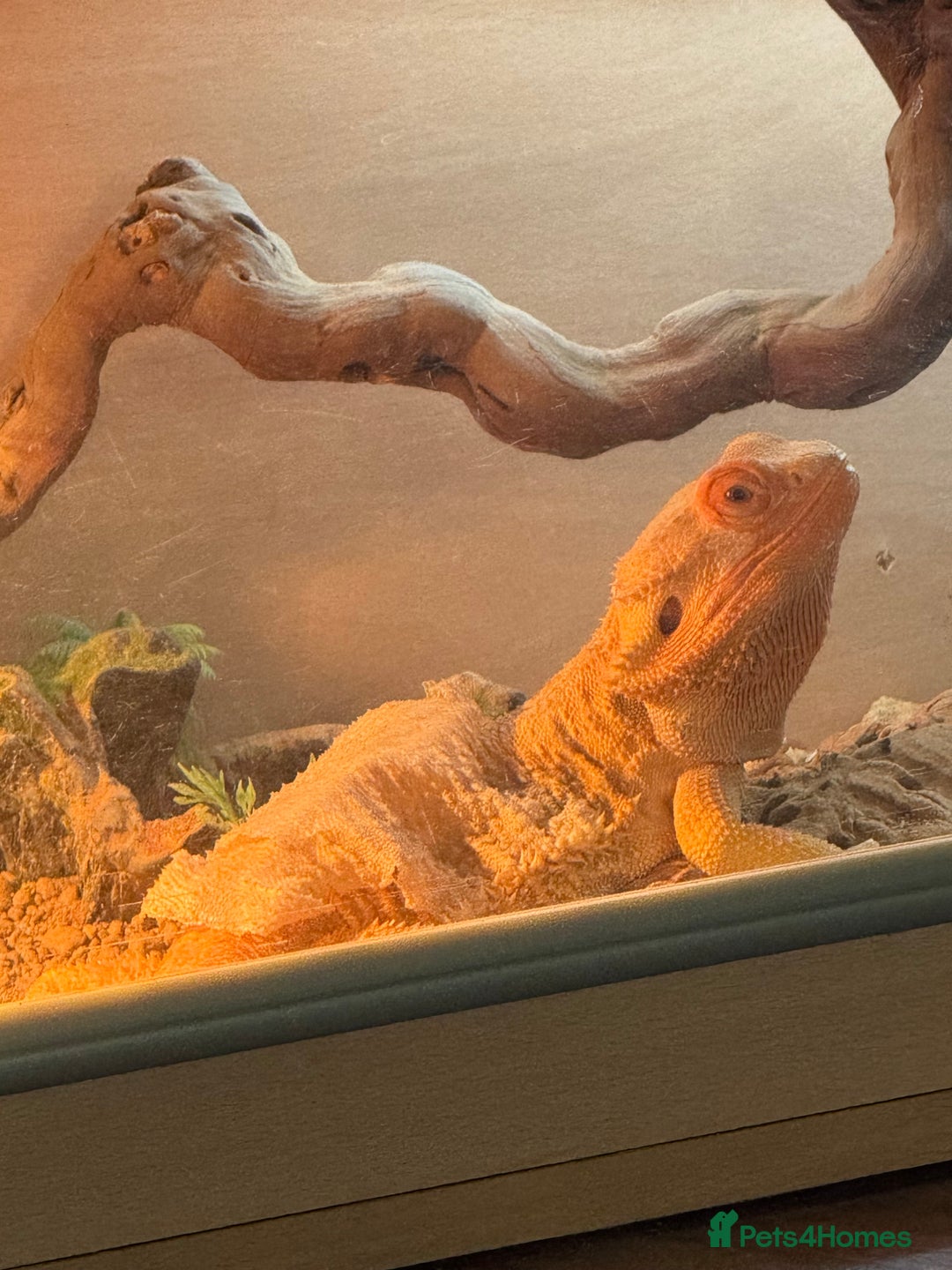 Bearded Dragon reptiles for sale: Bearded Dragon - Advert 2