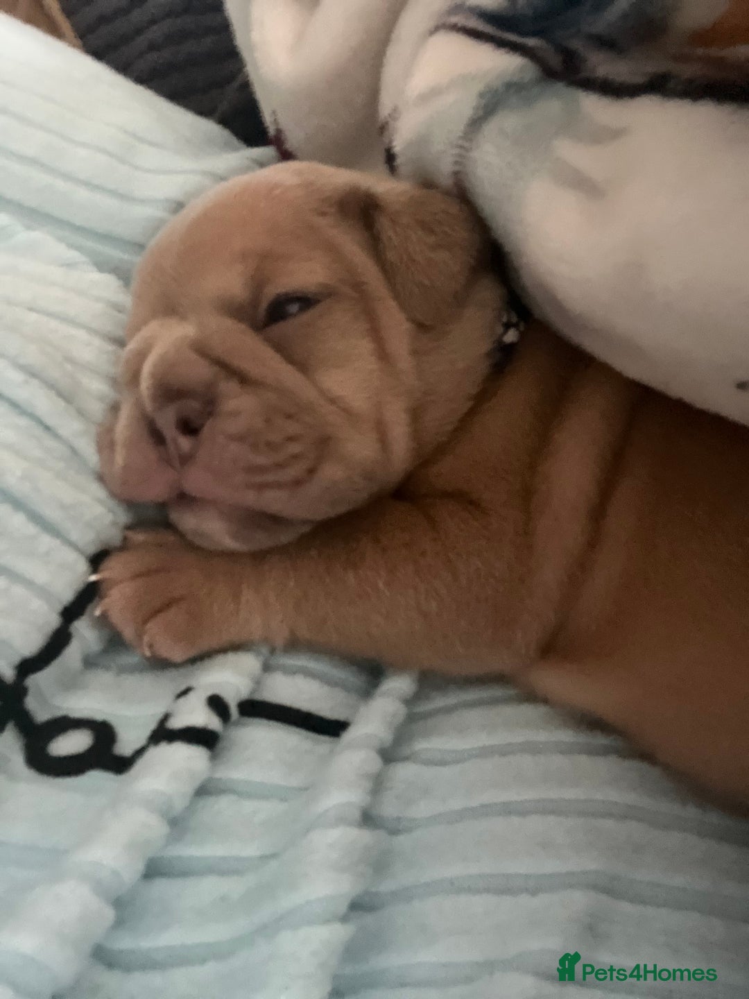 English Bulldog dogs for sale: new english bull dog - Image 1