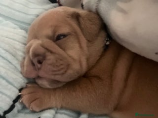 English Bulldog dogs - Advert 21