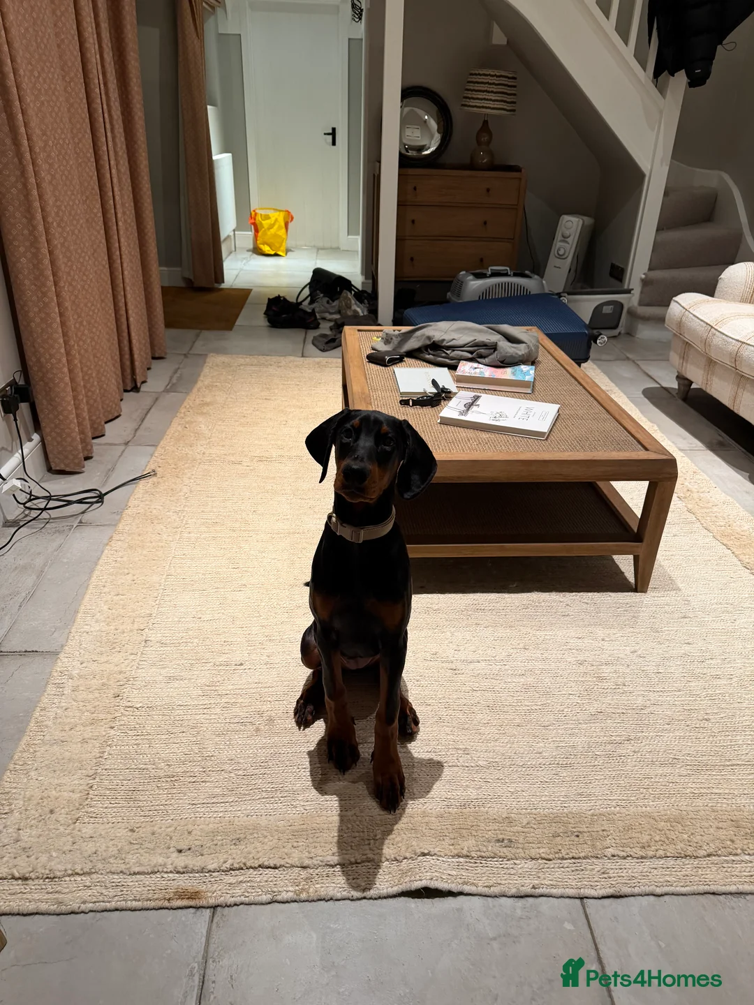 Dobermann dogs for sale: KC Registered female Doberman puppy in Cardiff - Advert 2