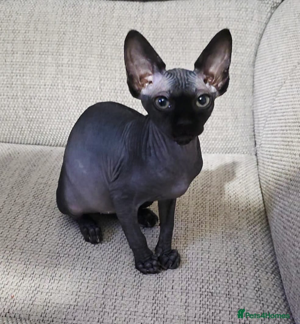 Sphynx cats 6 month old Female Sphynx Kitten - Advert 3