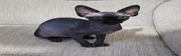 Sphynx cats for sale: 6 month old Female Sphynx Kitten - Advert 1