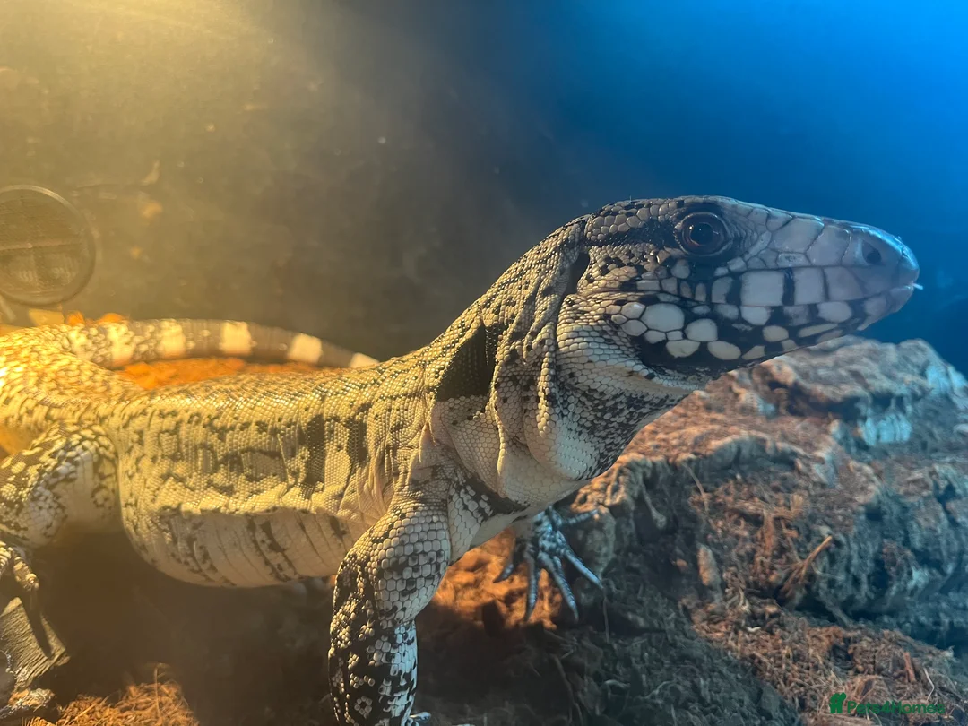 Lizard reptiles for sale: Blue Tegu 0.1 for sale - Advert 1