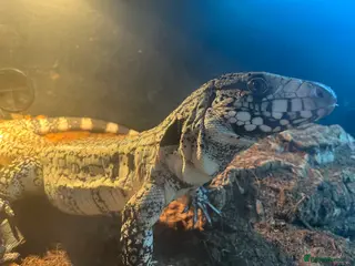 Lizard reptiles Blue Tegu 0.1 for sale - Advert 1