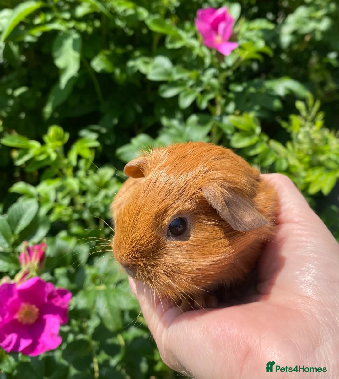 Guinea Pig rodents for sale: Two beautiful baby Guinea pigs  in Caernarfon - Advert 1