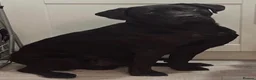 Labrador Retriever dogs for sale: Black Labrador dog - Advert 6