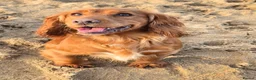 Cocker Spaniel dogs for sale: KC REGISTERED FOX RED WORKING COCKER SPANIELS - Advert 2