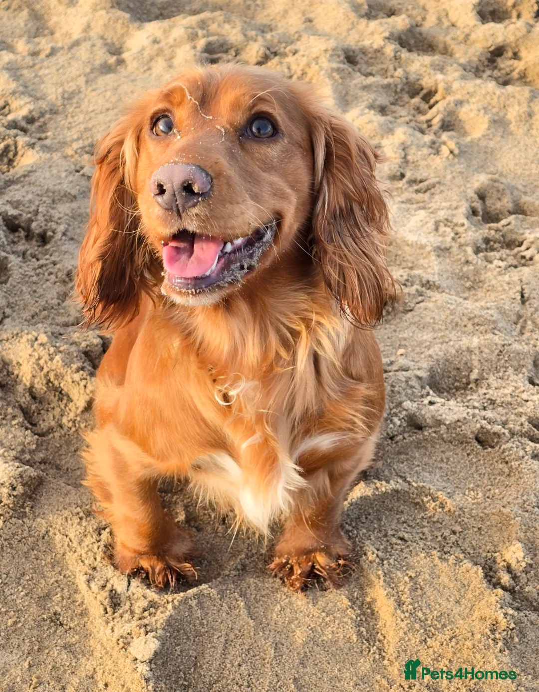 Cocker Spaniel dogs for sale: KC REGISTERED FOX RED WORKING COCKER SPANIELS - Advert 2