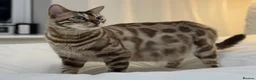 Bengal cats for sale: Stunning Snow Bengals - TICA Full Pedigree  - Advert 16