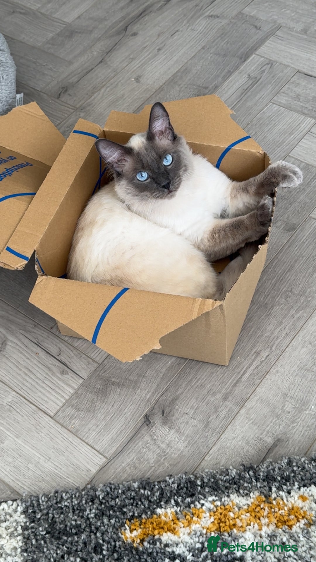 Maine Coon cats for sale: Ragdoll x main coon - Image 7