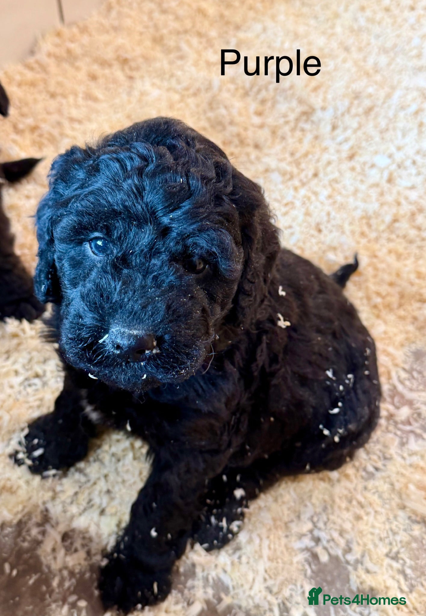 Labradoodle dogs Miniature Labradoodles- from experienced breeder - Advert 1