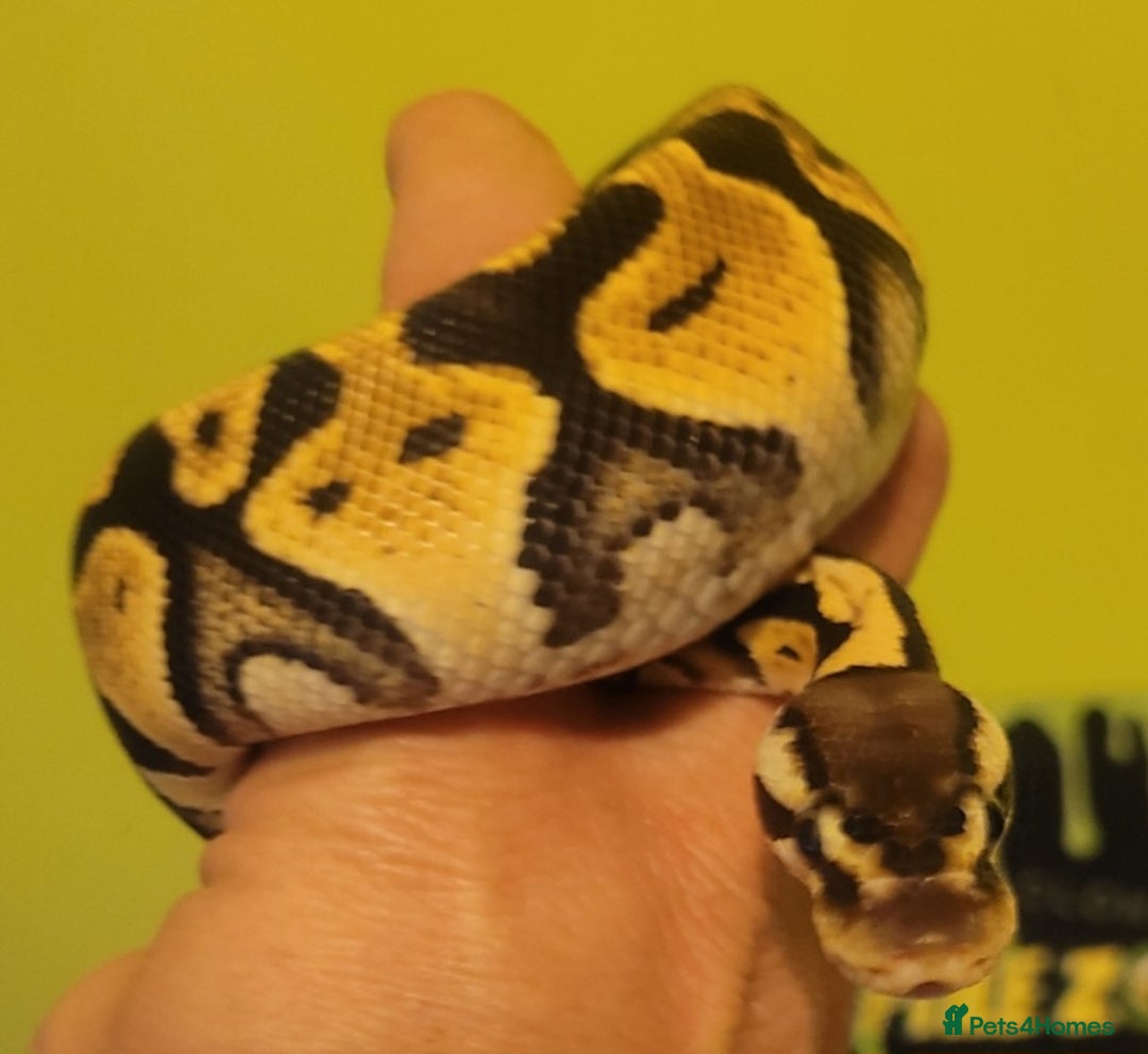 Python Snake reptiles for sale: Juvenile ile Royal Pythons - Image 7