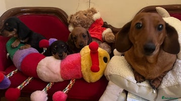 Miniature Dachshund dogs K C REGISTERED MINI DACHSHUND - Advert 4