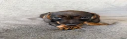 Miniature Dachshund dogs for sale: Beautiful wire miniature dachshund puppies 4 sale - Advert 6