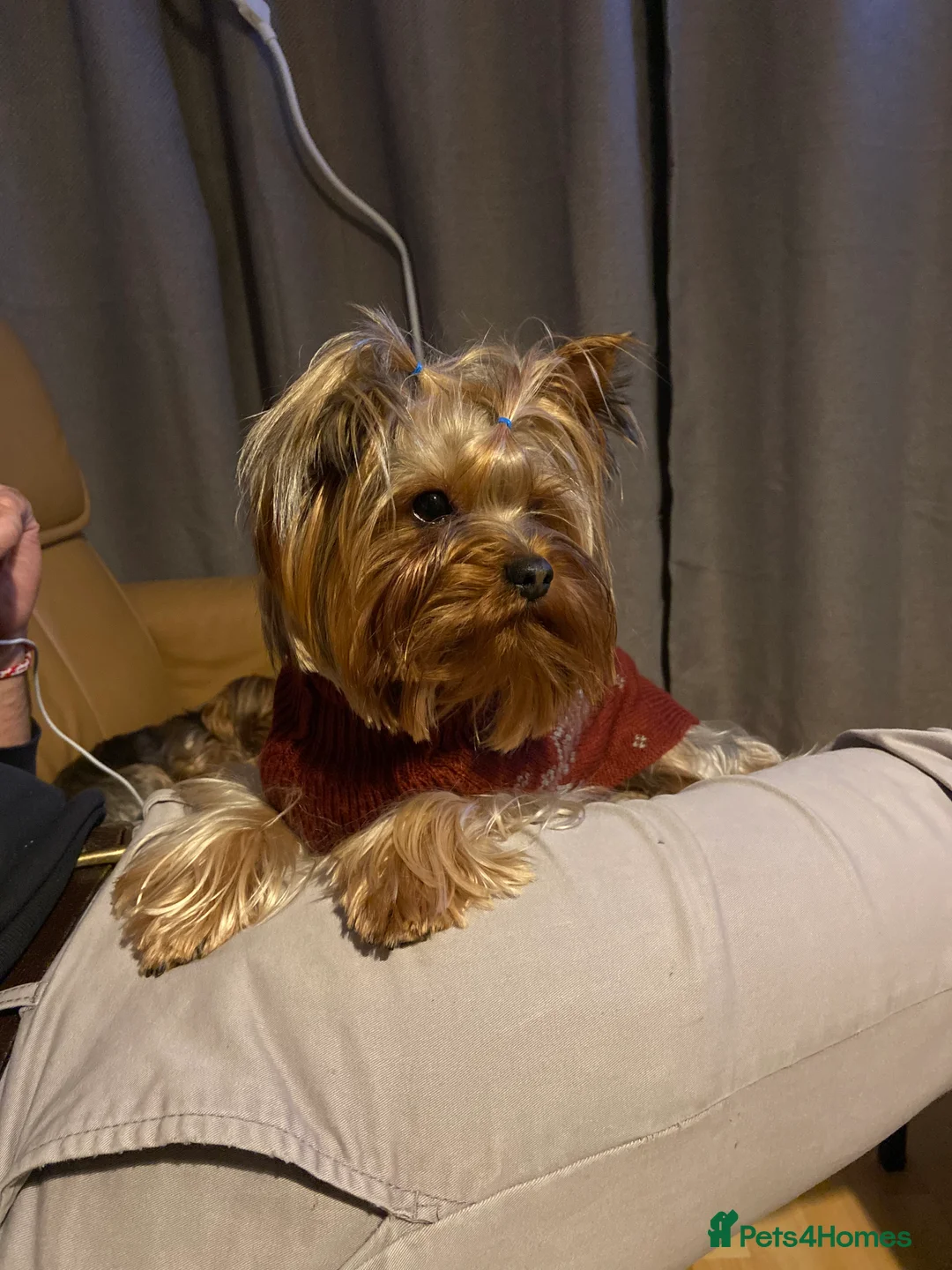 Yorkshire Terrier dogs for stud: Yorkshire terrier for stud  in Hornchurch - Advert 14