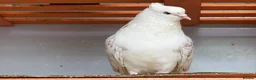 Mixed Breed birds for sale: Quality Pigeons for Sale 🕊️ - Advert 6