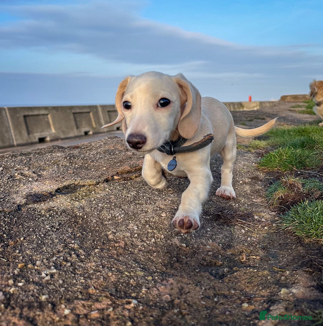 Miniature Dachshund dogs for sale: Cream miniature dachshunds  - Advert 31