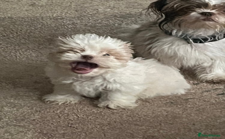 Shih Tzu dogs - Advert 4
