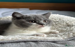 British Shorthair cats for sale: Pedigree British Shorthair Kittens - Image 27