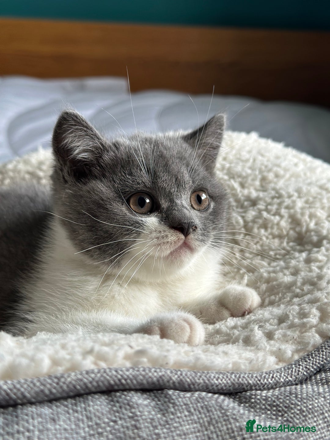 British Shorthair cats for sale: Pedigree British Shorthair Kittens - Image 27