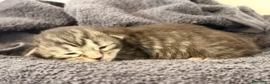 Silver classic tabby 