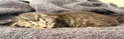 Maine Coon cats for sale: Now 2 TICA Registered Mainecoon kittens  - Advert 39