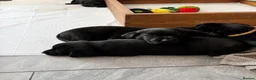 Labrador Retriever dogs for sale: Beautiful KC Black Labrador Puppies  - Advert 15