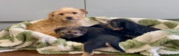 Mixed Breed dogs for sale: Norfolk Border cross puppies - Advert 7