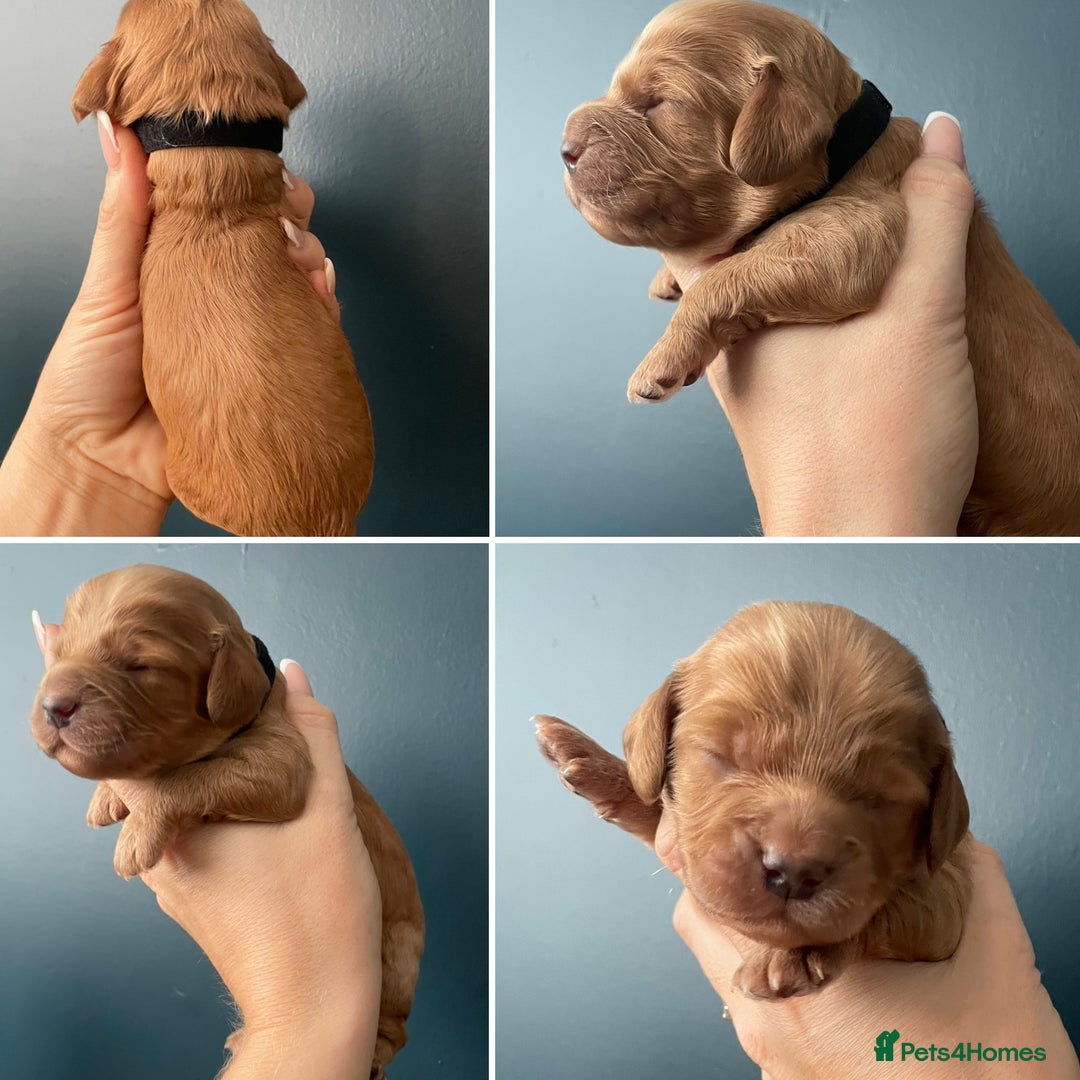 Cockapoo dogs for sale: Third Gen Cockapoos  - Image 10