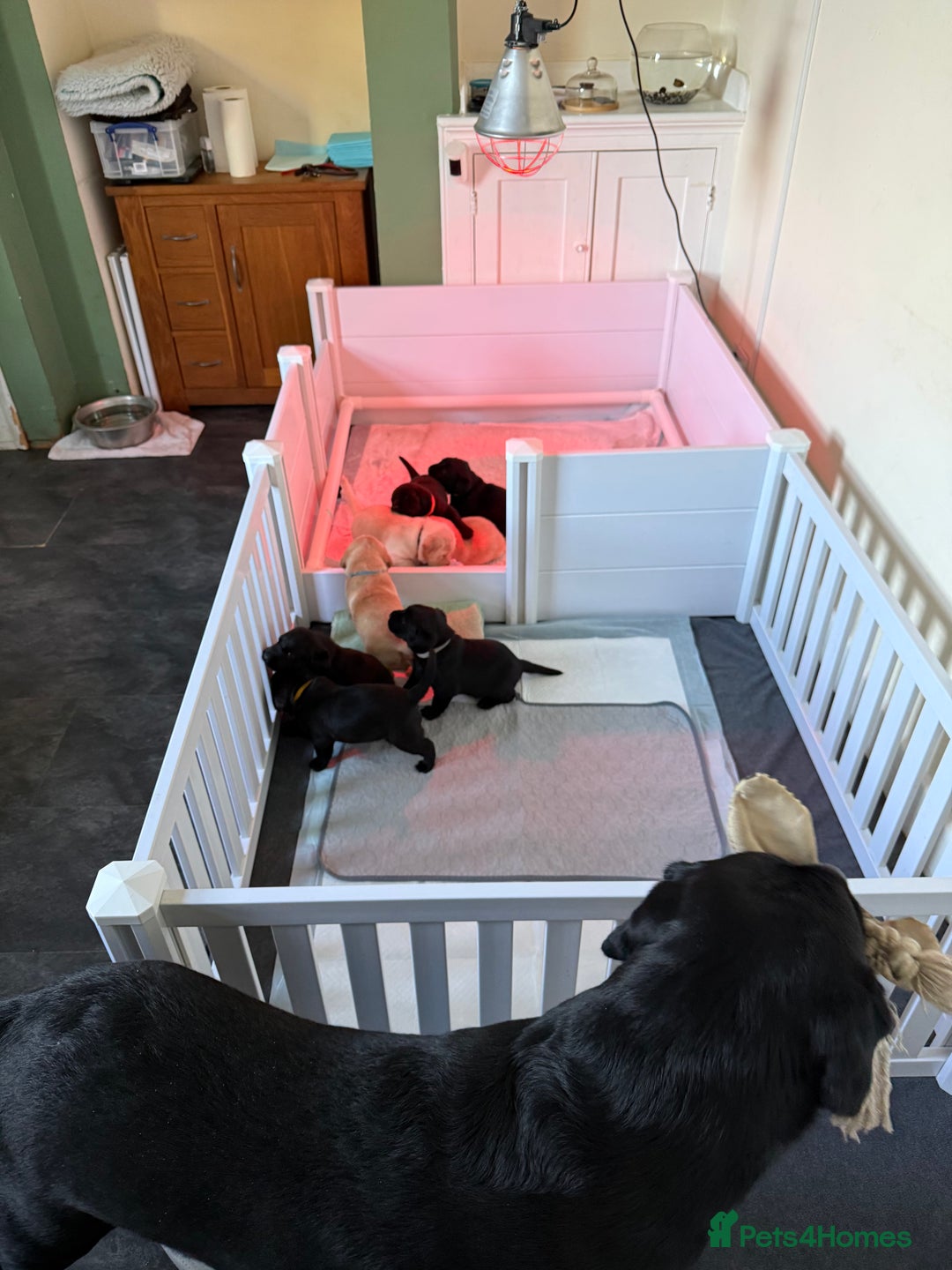 Labrador Retriever dogs for sale: Labrador puppies - Advert 4
