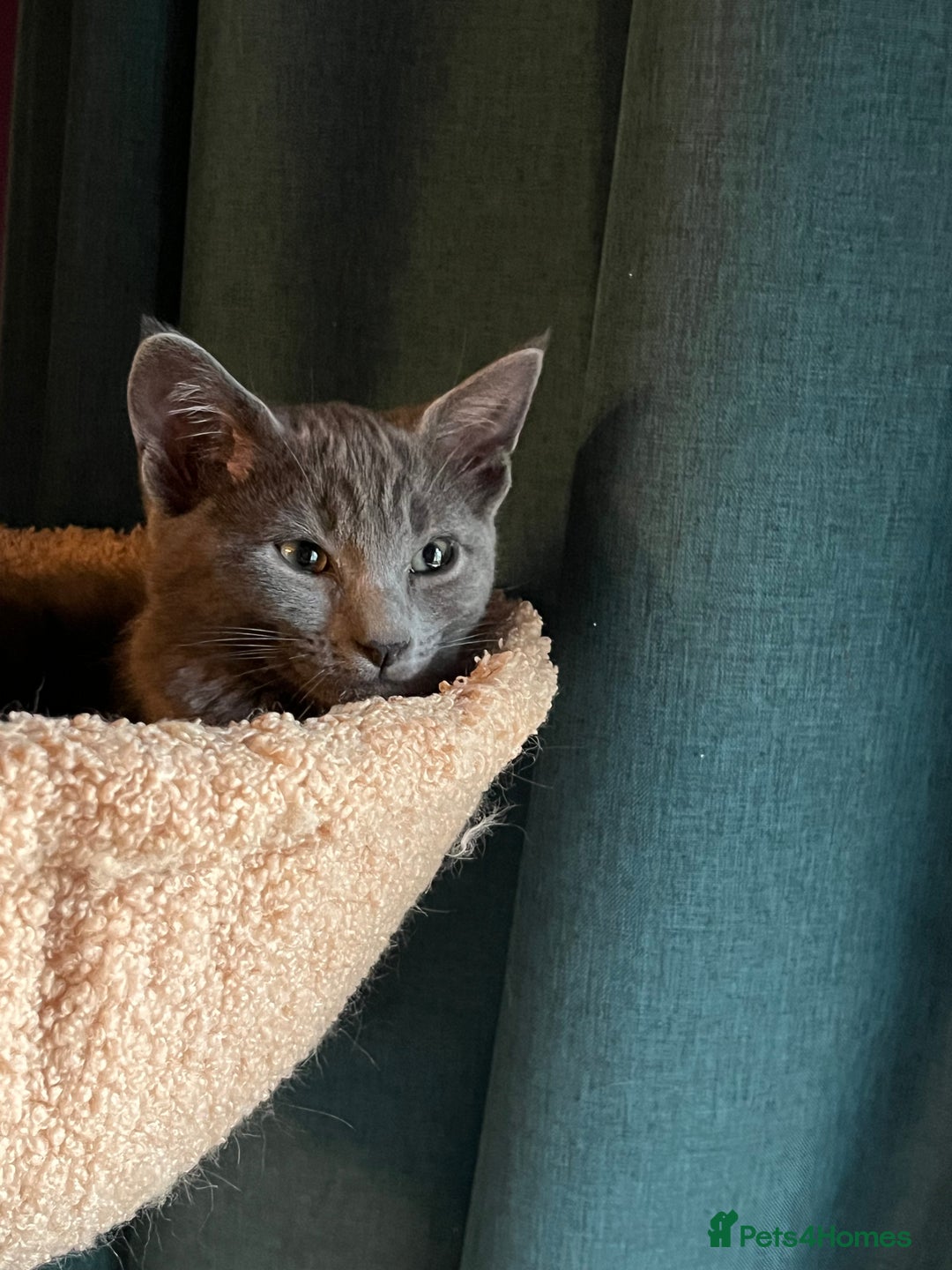 Oriental cats for sale: 5 STUNNING RAGAMESE KITTENS - Image 30