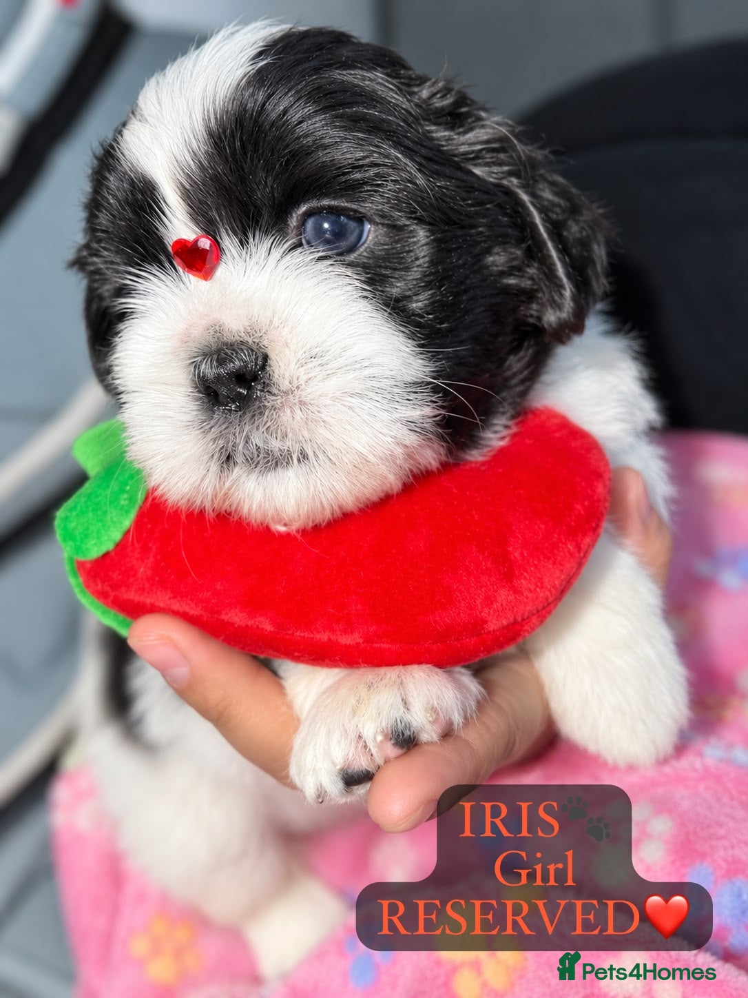 Shih Tzu dogs Beautiful Shih Tzu Puppies – Boys & Girls - Advert 2