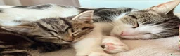 Mixed Breed cats for sale: One beautiful kitten male ready soon - Advert 6