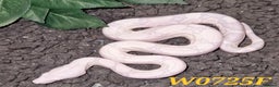 Boa Snake reptiles for sale: CB2025 Sharp Snowglow/anery/ghost - Advert 1