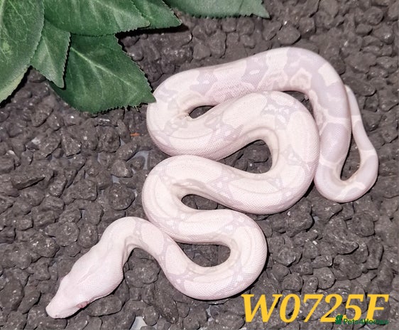 Boa Snake reptiles - Advert 1