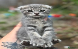 British Shorthair cats for sale: Beautiful British cat  - Image 10
