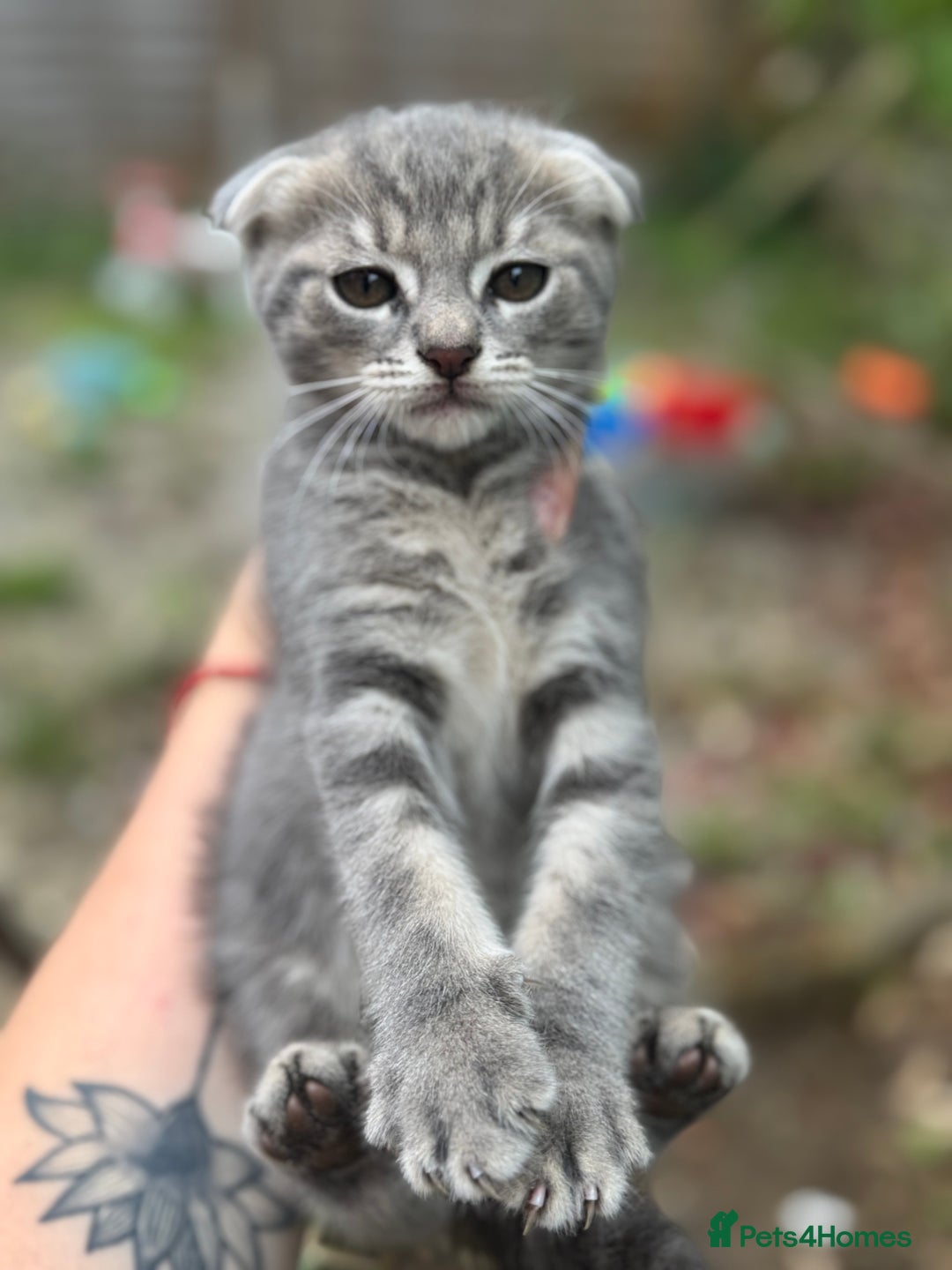 British Shorthair cats for sale: Beautiful British cat  - Image 10